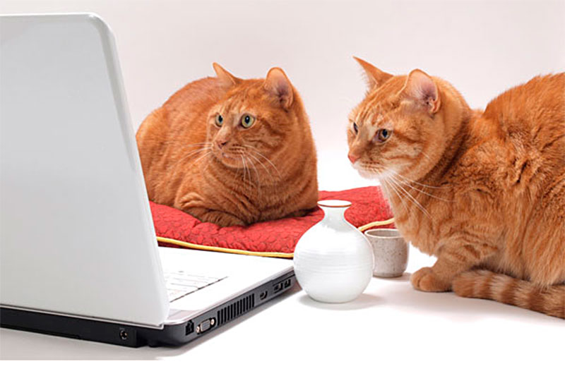 3 кота интернет. Кошка и компьютер. Коты за компьютером. Котик с компьютером. Кот с ноутбуком.